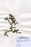 中文名：棒型總狀蕨藻 (A00007...