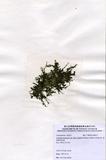 中文名：棒型總狀蕨藻 (A00007...