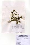 中文名：大型總狀蕨藻 (A00009...