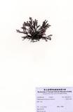 中文名：安曼司石花菜 (A00215...