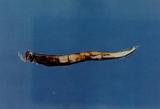 星雲巨口魚(Stomias nebulosus Alcock' 1889)