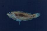 小海豬魚(Halichoeres miniatus )