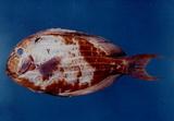 線紋刺尾魚(Acanthurus lineatus )