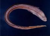 _(Alloconger anagoides)