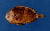 克氏海葵魚(Amphiprion clarkii)