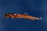 螢光星衫魚(Astronesthes lucifer )