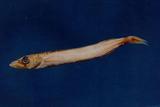 尖身魣(黑鰭蛇鯖)(Thyrsitoides marleyi )