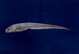 牡蠣隱魚(<em>Onuxodon parvibrachium </em>)