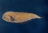 eg鲆(Chascanopsetta prognatha )