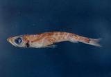 北青眼魚(Chlorophthalmus borealis )