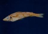 黑緣青眼魚(Chlorophthalmus nigromarginatus )