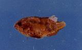 黃腋光鰓雀鯛(Chromis xanthochira )