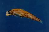印度齒口魚(Evermannella indica )