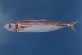 鰺(Decapterus macrosoma )