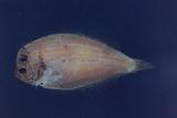 huB鲆(Engyprosopon multisquama )