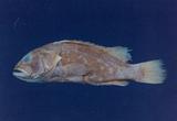 擬青石斑魚( em Epinephe...
