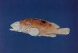 三斑石斑魚( em Epinephe...