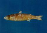 e?(Liza affinis )