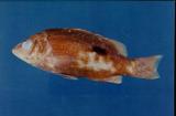 黃足笛鯛(Lutjanus fulvus )