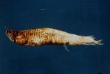 白鰭袋巨口魚(Photonectes albipennis )