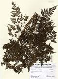 中文名：魚鱗蕨 (H000064)