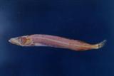 尖身魣(黑鰭蛇鯖)(Thyrsitoides marleyi )