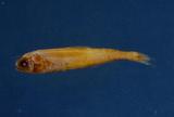 KOŢ(Myctophum aurolaternatum )