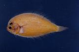 huB鲆(Engyprosopon multisquama )