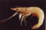 sｼ(Metapenaeus intermedius)