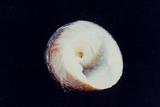 銀口蠑螺(Chlorostoma argyrostomum )