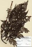 中文名：臺灣兩面複葉耳蕨 (H000...