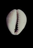 金環寶螺(Cypraea (Erosaria) annulus )