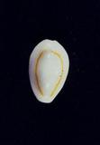 _(Cypraea (Erosaria) annulus )