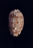 阿拉伯寶螺(Cypraea (Mauritia) arabica asiatica )