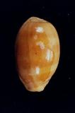 紫口寶螺(Cypraea (Lyncina) carneola )