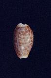 紅花寶螺(Cypraea (Erosaria) helvola )