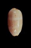 雨絲寶螺(Cypraea (Luria) isabella isabella )