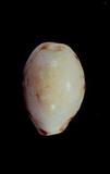 s_(Cypraea (Lyncina) lynx )