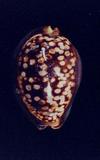 龜甲寶螺(Cypraea (Mauritia) mauritiana )