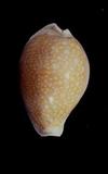 쳷_(Cypraea (Erosaria) miliaris )