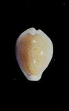 初雪寶螺(Cypraea (Erosaria) miliaris )