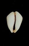 黃寶螺(Cypraea (Erosaria) moneta )