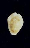 _(Cypraea (Erosaria) moneta )