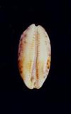 _(Cypraea (Mauritia) scurra )