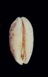 _(Cypraea (Mauritia) scurra )