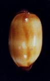 s_(Cypraea (Talparia) talpa )