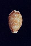 白星寶螺(Cypraea (Lyncina) vitellus )