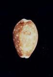 լP_(Cypraea (Lyncina) vitellus )