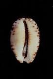 阿拉伯寶螺(Cypraea (Mauritia) arabica asiatica )