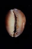s_(Cypraea caputserpentis )